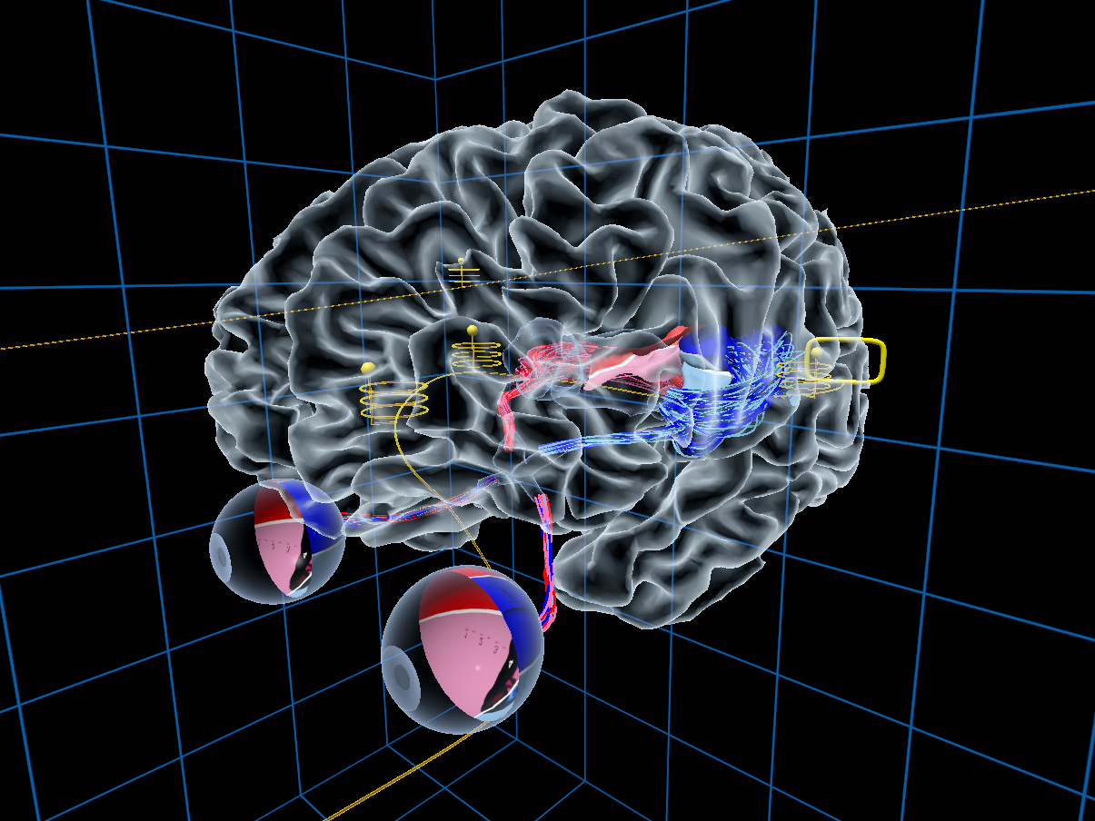 Virtual Brain image
